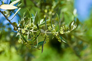 Twig of olive tree with green leaves and unripe fruits against nature background in summer in France.