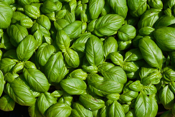 Organic cultivated plants of green sweet basil.