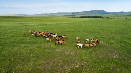 Fototapeta premium Southern Urals, trans-Ural steppe. A herd of horses in the pasture. Aerial view.