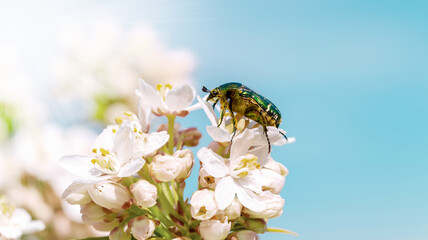 Cetonia aurata, Rose chafer, green rose chafer on white flowers of Choisya ternata 'Aztec Pearl' Mexican orange blossom against blue sky. Blatthornkäfer, protected species of beetle. 