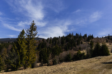 Spruce trees on mountains with blue sky at background.