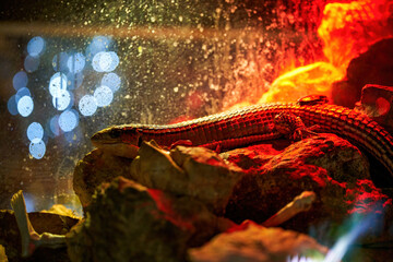 Close-up of a lizard in a professional incubator