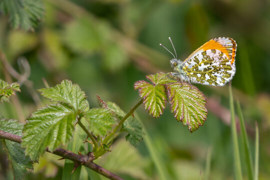 Male orange tip butterfly (Anthocharis cardamine) perched on a leaf with wings closed. Cute UK butterfly portrait.