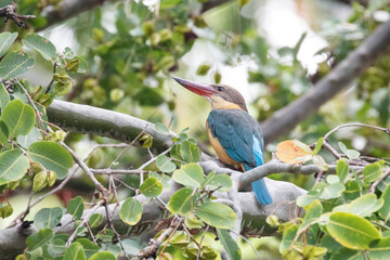 A Black-capped Purple Kingfisher photographed in Sri Lanka.