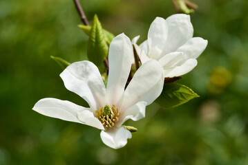 Twig with blossoming white japanese magnolia flowers, Magnolia Kobus,  against green background in spring.