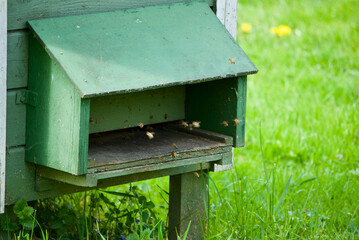 Close up of beehive opening with bees in fruit trees garden in spring.