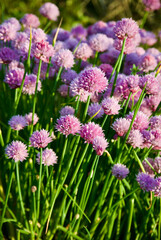 Chive plants in bloom with purple flowers in a herb garden in the summer. 