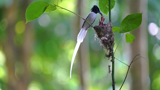 White Asian Paradise Flycatcher Amur Paradise-flycatcher, Terpsiphone Monarchidae male flying to nest for feed baby.
