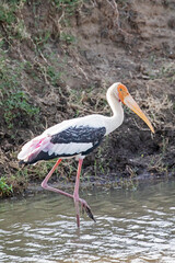A beautiful and majestic painted stork walks through a waterhole.