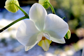 Delicate white orchid flower macro photography