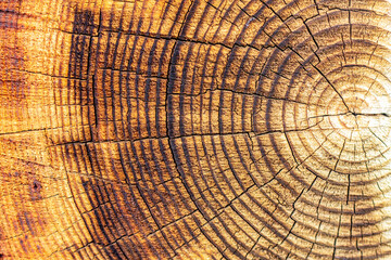 a bright juicy clear image is an abstraction of the cut of a felled tree with rings in a slice for the design of carpentry office work or websites on wallpaper; the sawmill industry;