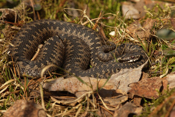 Common European adder or common European viper (Vipera berus) basking.