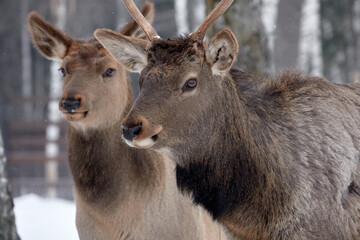 Naklejka na ściany i meble Spotted deer in the reserve in winter. 
