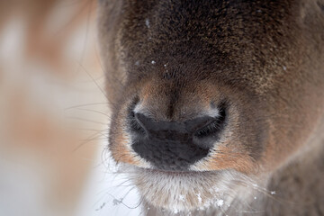 Spotted deer in the reserve in winter. 