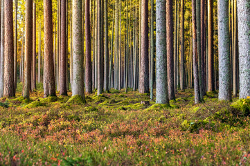 Beautiful sunny morning in pine trees forest.