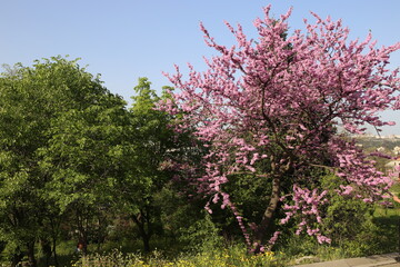 Cercis siliquastrum, European crimson, or Judas tree abundant flowering 