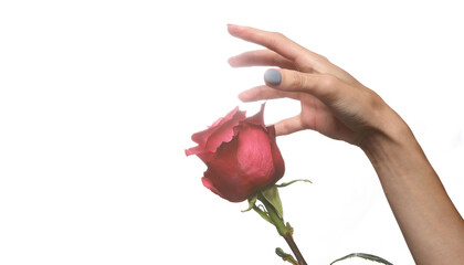 Female hand with dutch pink rose isolated on white background