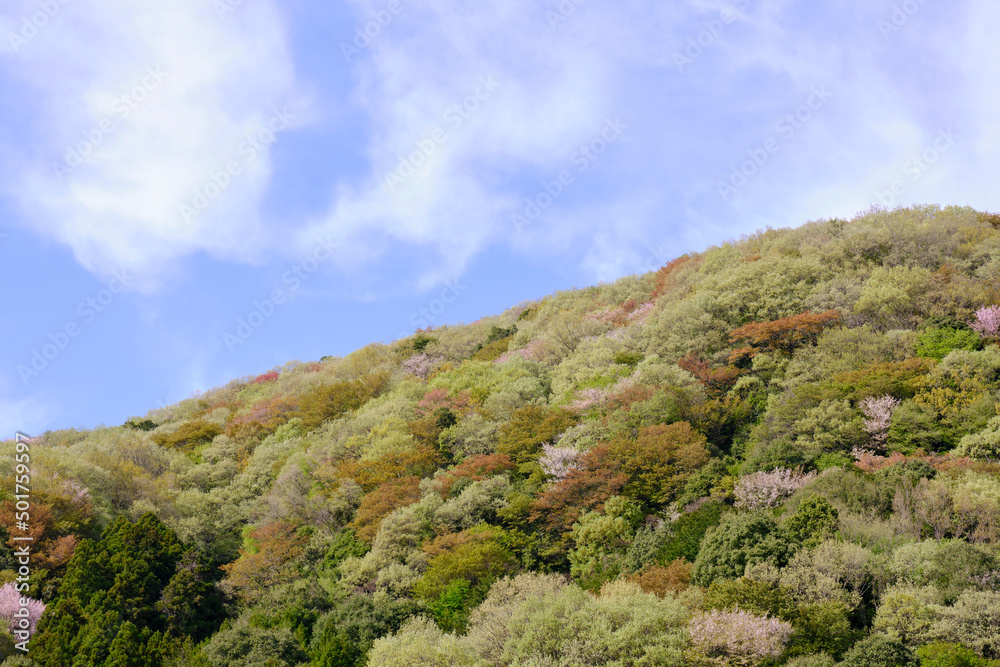 Wall mural コントラストが鮮やかな山桜