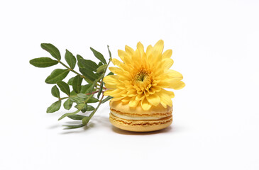 Yellow macaroon with flower isolated on white background. French sweet delicacy. Aesthetic still life.