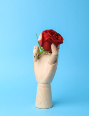Wooden hand holding red rose on blue background. Romantic, love concept