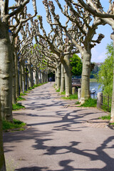 Obraz premium Boardwalk at Rhine River at City of Basel with beautiful tree alley on a blue cloudy spring day. Photo taken April 27th, 2022, Basel, Switzerland.