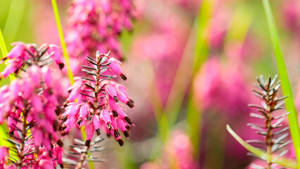 Erica carnea flowers on a blurred background. Pink erica carnea among the green grass