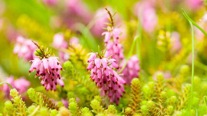 Erica carnea flowers on a blurred background. Pink erica carnea among the green grass