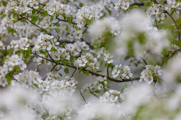 Blossoming tree