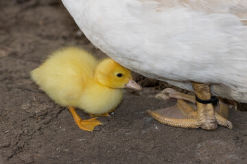 duckling