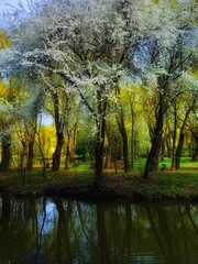 Obraz premium Spring in the park