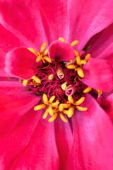 Obraz na płótnie Canvas Close-up red zinnia flower. Spring and summer background