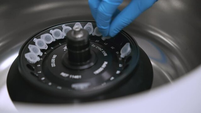 Scientist puts microcentrifuge tubes into centrifuge for phase separation. DNA and cell analysis at microbiology laboratory. 