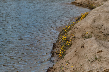 Small yellow spring earliest wild flowers grow on the shore next to a river or lake. Tussilago grows from sand near water.
