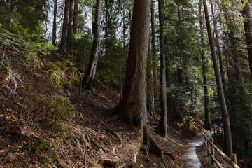 Spruce trees on hill near pathway in mountains.