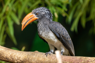 yellow billed hornbill