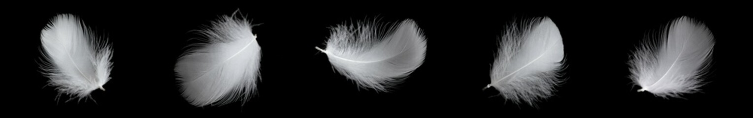 white feather of a goose on a black background