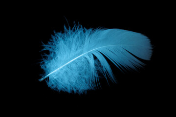 blue feather of a goose on a black background