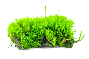 green moss on a white isolated background