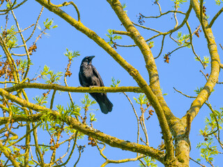 Spring sketch, raven perching on tree on blue sky background