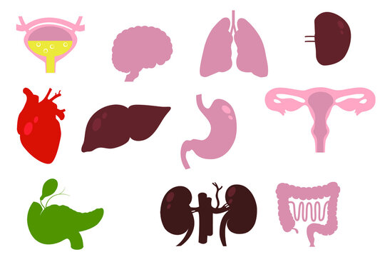 set of multicolored icons. Internal organs of a person. medical illustration