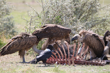 White-backed Vultures at a fresh Blue Wildebeest carcass, Etosha National Park, Namibia