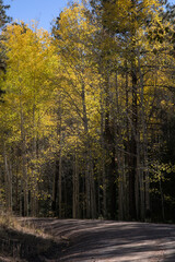 Autumn Aspen Lined Dirt Road.
