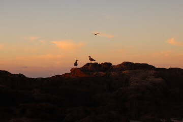 Silhouette of a seagull on the background of the sunset sky