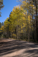 Fototapeta premium Autumn Aspen Lined Dirt Road.