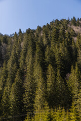 Pine forest on mountain hill and blue sky at background.