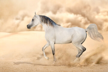 Obraz na płótnie Canvas White arabian stallion free run