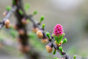 A young larch tree cone on a branch closeup with a copyspace	