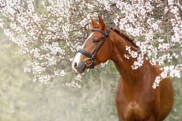 Portrait of red  horse in blossoming spring garden on sunrise