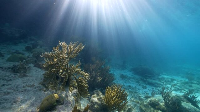 4K 120 fps Super Slow Motion in FPV style: Seascape with various fish, coral, and sponge in the coral reef of the Caribbean Sea, Curacao