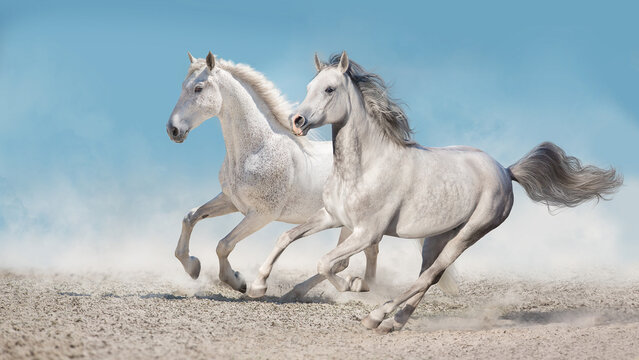 white horse running
